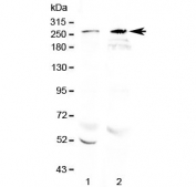 Western blot testing of 1) rat brain and 2) mouse brain lysate with RanBP2 antibody at 0.5ug/ml. Predicted molecular weight ~358 kDa, observed here at ~270 kDa.