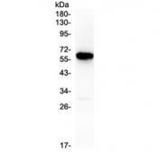 Western blot testing of human placenta lysate with CD138 antibody at 0.5ug/ml.  Predicted molecular weight ~32 kDa but often observed higher due to glycosylation.