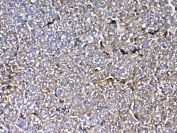 IHC testing of FFPE rat liver tissue with MBL2 antibody at 1ug/ml. Required HIER: steam section in pH6 citrate buffer for 20 min and allow to cool prior to testing.