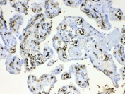 IHC testing of FFPE human placental tissue with HBD antibody at 1ug/ml. Required HIER: steam section in pH6 citrate buffer for 20 min and allow to cool prior to testing.