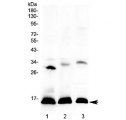 Western blot testing of 1) human placenta, 2) rat spleen and 3) mouse spleen lysate with HBD antibody at 0.5ug/ml. Predicted molecular weight ~16 kDa.