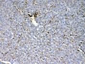 IHC testing of FFPE rat liver tissue with HBD antibody at 1ug/ml. Required HIER: steam section in pH6 citrate buffer for 20 min and allow to cool prior to testing.