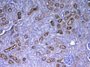 IHC testing of FFPE mouse kidney tissue with RBP4 antibody at 1ug/ml. Required HIER: steam section in pH6 citrate buffer for 20 min and allow to cool prior to testing.