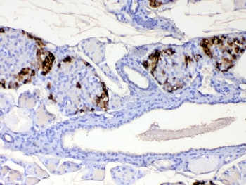 IHC testing of FFPE mouse pancreas tissue with RBP4 antibody at 1ug/ml. Required HIER: steam section in pH6 citrate buffer for 20 min and allow to cool prior to testing.