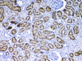 IHC testing of FFPE rat kidney tissue with RBP4 antibody at 1ug/ml. Required HIER: steam section in pH6 citrate buffer for 20 min and allow to cool prior to testing.