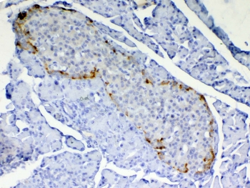 IHC testing of FFPE rat pancreas tissue with RBP4 antibody at 1ug/ml. Required HIER: steam section in pH6 citrate buffer for 20 min and allow to cool prior to testing.