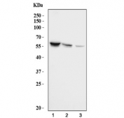 Western blot testing of human 1) Daudi, 2) HeLa and 3) 293T cell lysate with PDCD4 antibody at 0.5ug/ml. Expected molecular weight: 50-60 kDa.