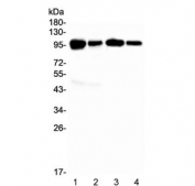 Western blot testing of 1) mouse spleen, 2) mouse lung, 3) rat spleen and 4) rat lung with Vcam-1 antibody at 0.5ug/ml. Expected molecular weight: 74-80 kDa (unmodified), 100-110 kDa (glycosylated).