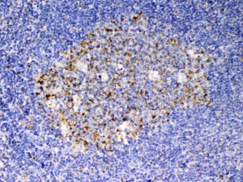 IHC testing of FFPE human tonsil tissue with SCF antibody at 1ug/ml. Required HIER: steam section in pH6 citrate buffer for 20 min and allow to cool prior to testing.