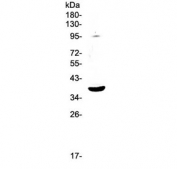 Western blot testing of mouse HEPA1-6 cell lysate with SCF antibody at 0.5ug/ml. Expected molecular weight ~31 kDa (unmodified), 37-42 kDa (glycosylated).