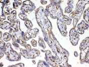 IHC testing of FFPE human placental tissue with VEGFR3 antibody at 1ug/ml. Required HIER: steam section in pH6 citrate buffer for 20 min and allow to cool prior to testing.