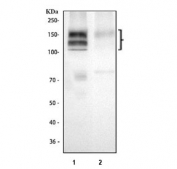 Western blot testing of human 1) Jurkat and 2) MOLT4 cell lysate with IL17RA antibody at 0.5ug/ml. Predicted molecular weight ~97 kDa but can be observed at higher molecular weights due to glycosylation.