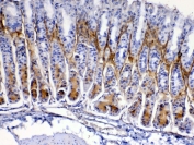 IHC testing of FFPE mouse stomach tissue with Periostin antibody at 1ug/ml. Required HIER: steam section in pH6 citrate buffer for 20 min and allow to cool prior to testing.