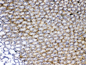 IHC testing of FFPE rat stomach tissue with Periostin antibody at 1ug/ml. Required HIER: steam section in pH6 citrate buffer for 20 min and allow to cool prior to testing.