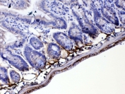 IHC testing of FFPE mouse small intestine tissue with Periostin antibody at 1ug/ml. Required HIER: steam section in pH6 citrate buffer for 20 min and allow to cool prior to testing.