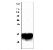 Western blot testing of mouse stomach lysate samples with pS2 antibody at 0.5ug/ml. Predicted molecular weight ~12 kDa.