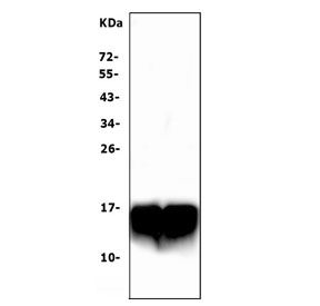 Western blot testing of mouse stomach lysate samples with pS2 antibody at 0.5ug/ml. Predicted molecular weight ~12 kDa.