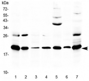 Western blot testing of 1) rat thymus, 2) rat lung, 3) rat spleen, 4) rat stomach, 5) rat PC-12 cells, 6) mouse thymus and 7) mouse NIH3T3 lysate with Ccl19 antibody at 0.5ug/ml. Predicted molecular weight ~12 kDa, observed here at ~20 kDa.