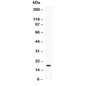 Western blot testing of recombinant mouse partial protein with Il-16 antibody at 0.5ug/ml.