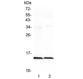 Western blot testing of 1) rat heart and 2) mouse heart lysate with Fabp3 antibody at 0.5ug/ml. Predicted molecular weight ~15 kDa.