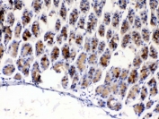 IHC testing of FFPE mouse stomach tissue with Tff3 antibody at 1ug/ml. Required HIER: steam section in pH6 citrate buffer for 20 min and allow to cool prior to testing.