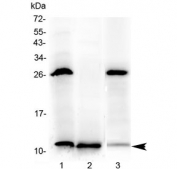 Western blot testing of 1) rat stomach, 2) rat small intestine and 3) mouse small intestine with Tff3 antibody at 0.5ug/ml. Predicted molecular weight: ~10 kDa.