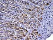 IHC testing of FFPE rat stomach tissue with Tff3 antibody at 1ug/ml. Required HIER: steam section in pH6 citrate buffer for 20 min and allow to cool prior to testing.