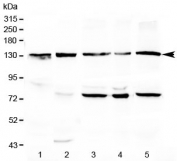 Western blot testing of 1) rat liver, 2) mouse liver, 3) human MCF7, 4) human COLO320 and 5) human HeLa lysate with CD133 antibody at 0.5ug/ml. Predicted molecular weight: ~97 kDa (unmodified), ~130 kDa (glycosylated).