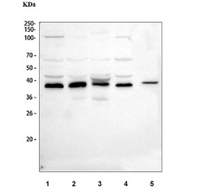 Western blot testing of human placenta lysate with ATG3 antibody at 0.5ug/ml. Predicted molecular weight ~36 kDa.