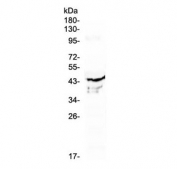 Western blot testing of human placenta lysate with ATG3 antibody at 0.5ug/ml. Predicted molecular weight ~36 kDa.