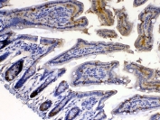 IHC testing of FFPE mouse intestine tissue with Xanthine Oxidase antibody at 1ug/ml. Required HIER: steam section in pH6 citrate buffer for 20 min and allow to cool prior to testing.