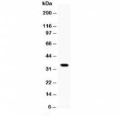 Western blot testing of recombinant human protein with IGFBP5 antibody at 0.5ug/ml.