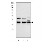 Western blot testing of 1) human HeLa, 2) human A549 and 3) rat C6 cell lysate with MEK6 antibody at 0.5ug/ml. Predicted molecular weight ~37 kDa.