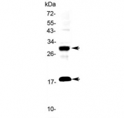 Western blot testing of rat PC-12 cell lysate with IL-17F antibody at 0.5ug/ml. Predicted molecular weight: ~15 kDa (unmodified monomer), 15-20 kDa (glycosylated monomer), ~30 kDa (homodimer) and 30~40 kDa (glycosylated homodimer).