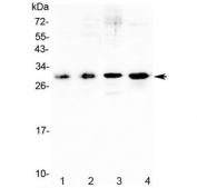 Western blot testing of mouse 1) spleen, 2) thymus, 3) NIH3T3 and 4) SP20 lysate with IL17F antibody at 0.5ug/ml. Predicted molecular weight: ~15 kDa (unmodified monomer), 15-20 kDa (glycosylated monomer), ~30 kDa (homodimer) and 30~40 kDa (glycosylated homodimer).