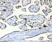 IHC testing of FFPE human placenta tissue with FH antibody at 1ug/ml. Required HIER: steam section in pH6 citrate buffer for 20 min and allow to cool prior to testing.