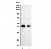 Western blot testing of 1) rat brain and 2) mouse brain with ATOH1 antibody at 0.5ug/ml. Predicted molecular weight ~38 kDa.