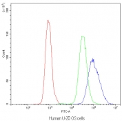 Flow cytometry testing of human U-2 OS cells with NFATC4 antibody at 1ug/10^6 cells (blocked with goat sera); Red=cells alone, Green=isotype control, Blue=NFATC4 antibody.