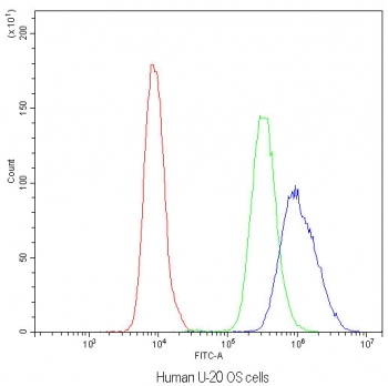 Flow cytometry testing of human U-2 OS cells with NFATC4 antibody at 1ug/million cells (blocked with goat sera); Red=cells alone, Green=isotype control, Blue=NFATC4 antibody.