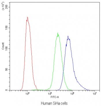 Flow cytometry testing of human SiHa cells with NFATC4 antibody at 1ug/million cells (blocked with goat sera); Red=cells alone, Green=isotype control, Blue=NFATC4 antibody.