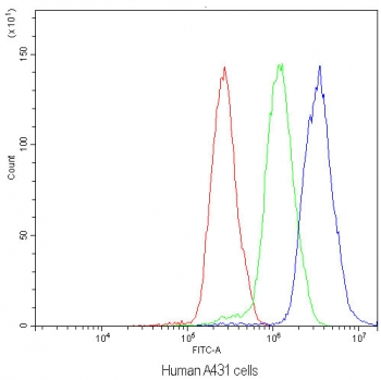 Flow cytometry testing of human A431 cells with NFATC4 antibody at 1ug/million cells (blocked with goat sera); Red=cells alone, Green=isotype control, Blue=NFATC4 antibody.