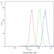 Flow cytometry testing of human A431 cells with NFATC4 antibody at 1ug/10^6 cells (blocked with goat sera); Red=cells alone, Green=isotype control, Blue=NFATC4 antibody.