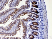 IHC testing of FFPE rat small intestine tissue with WFDC2 antibody at 1ug/ml. Required HIER: steam section in pH6 citrate buffer for 20 min and allow to cool prior to testing.