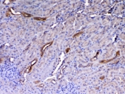 IHC testing of FFPE rat kidney tissue with WFDC2 antibody at 1ug/ml. Required HIER: steam section in pH6 citrate buffer for 20 min and allow to cool prior to testing.