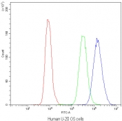 Flow cytometry testing of human U-2 OS cells with NFAT4 antibody at 1ug/10^6 cells (blocked with goat sera); Red=cells alone, Green=isotype control, Blue=NFAT4 antibody.