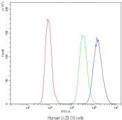 Flow cytometry testing of human U-2 OS cells with NFAT4 antibody at 1ug/10^6 cells (blocked with goat sera); Red=cells alone, Green=isotype control, Blue=NFAT4 antibody.