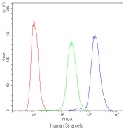 Flow cytometry testing of human SiHa cells with NFAT4 antibody at 1ug/10^6 cells (blocked with goat sera); Red=cells alone, Green=isotype control, Blue=NFAT4 antibody.