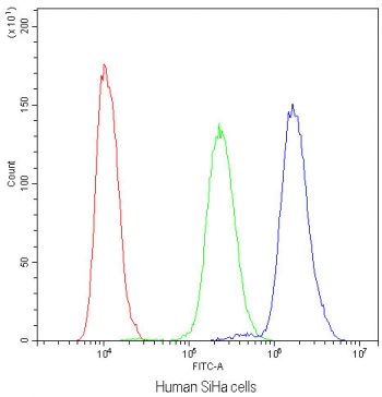 Flow cytometry testing of human SiHa cells with NFAT4 antibody at 1ug/million cells (blocked with goat sera); Red=cells alone, Green=isotype control, Blue=NFAT4 antibody.