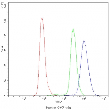 Flow cytometry testing of human K562 cells with NFAT4 antibody at 1ug/million cells (blocked with goat sera); Red=cells alone, Green=isotype control, Blue=NFAT4 antibody.
