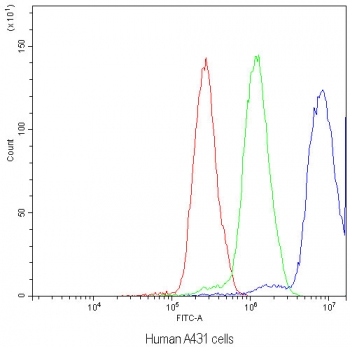 Flow cytometry testing of human A431 cells with NFAT4 antibody at 1ug/million cells (blocked with goat sera); Red=cells alone, Green=isotype control, Blue=NFAT4 antibody.